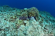 Echinopora gemmacea Ambiance-Au large Batuata Island-7m-20180603-Denis-ADER-DSC_3697_tn